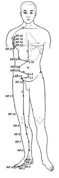 Рисунок 6. Топография акупунктурных точек меридиана селезенки - поджелудочной железы. (IV; RP; MP; Sp)